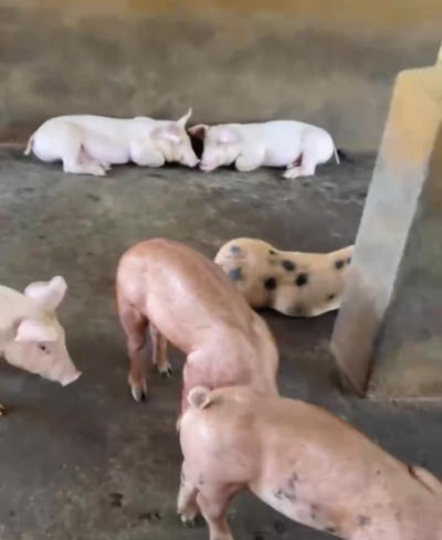 Heo giống yourshire