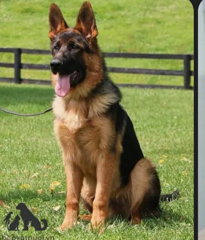 Bán chó Berger Đức