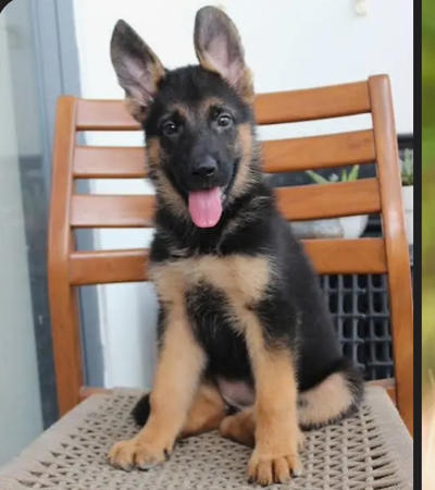 Bán chó Berger Đức