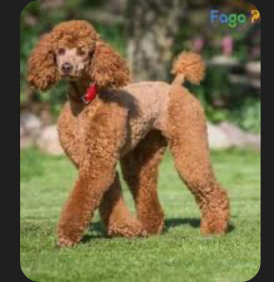 Poodle màu nâu