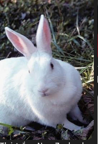Thỏ newzelamd