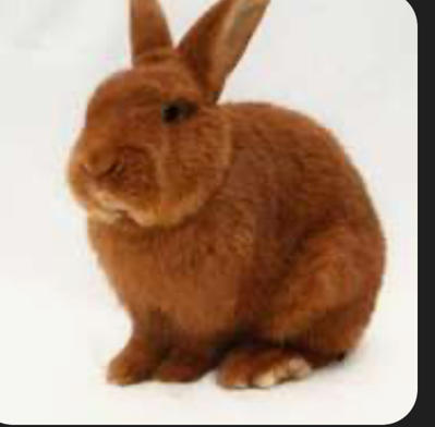 Thỏ newzelamd
