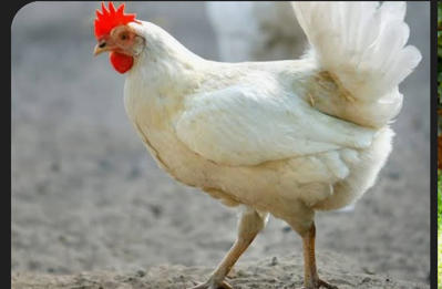 Bán gà thịt thả vườn