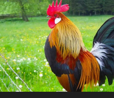 Bán gà thịt thả vườn