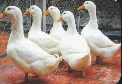 Bán vit siêu thịt grimaud