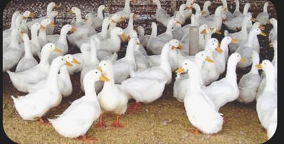 Bán vit siêu thịt grimaud