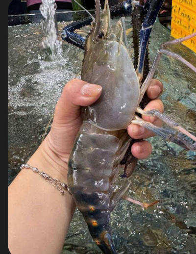 Bán tôm càng xanh