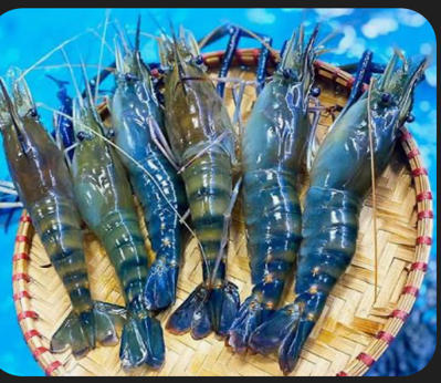 Bán tôm càng xanh