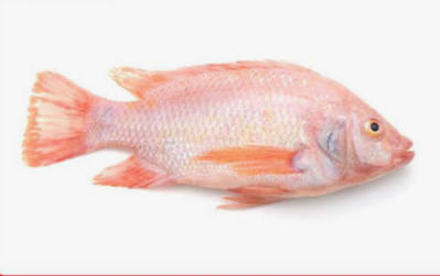 Bán cá diêu hồng