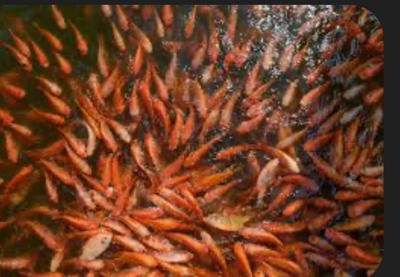 Bán cá diêu hồng