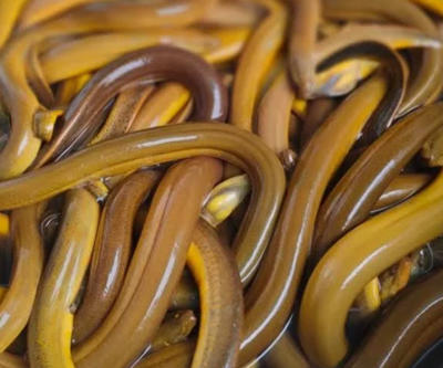 Bán lươn thương phẩm