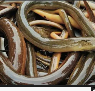 Bán lươn thương phẩm