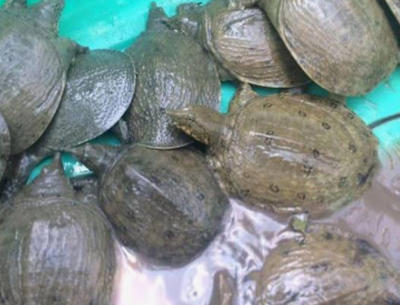 Bán Baba thương phẩm