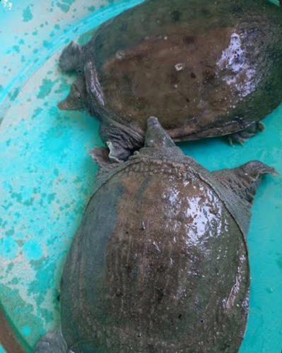 Bán Baba thương phẩm