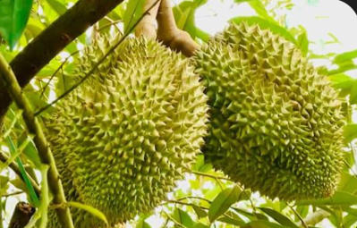 Bán sầu riêng musaking