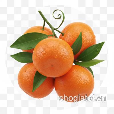 Bán quýt đường