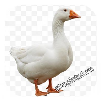 Bán ngỗng 