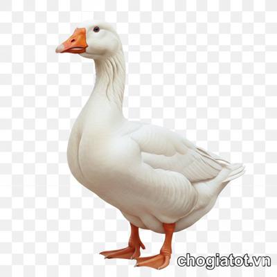 Bán ngỗng 