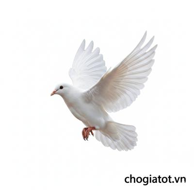 Bán bồ câu pháp