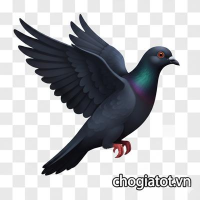 Bán bồ câu pháp