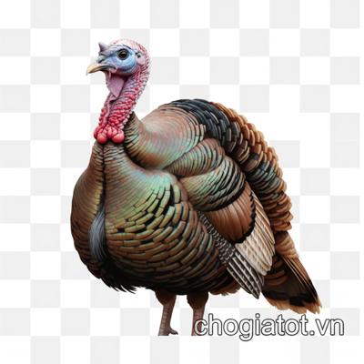 Bán gà tây cảnh