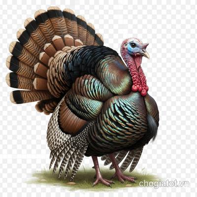 Bán gà tây cảnh