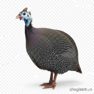 Bán gà tây cảnh