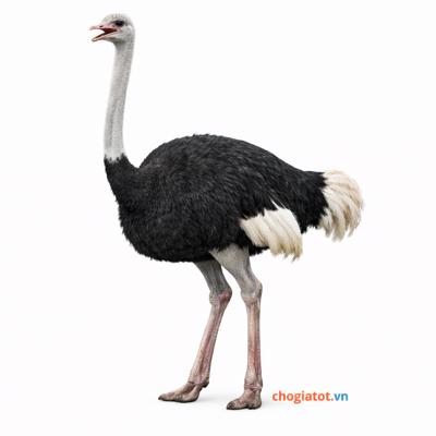 Bán đà điểu giống