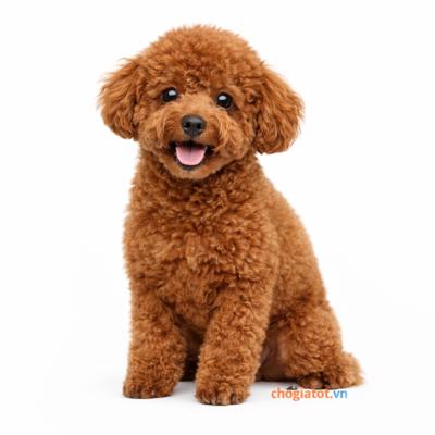 Bán chó poodle