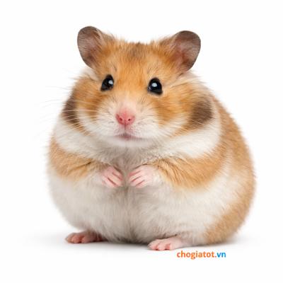 Bán chuột Hamster