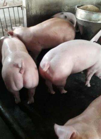 Bán heo thịt xuất chuồng