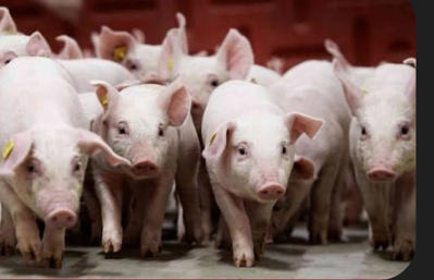 Bán heo mới nuôi