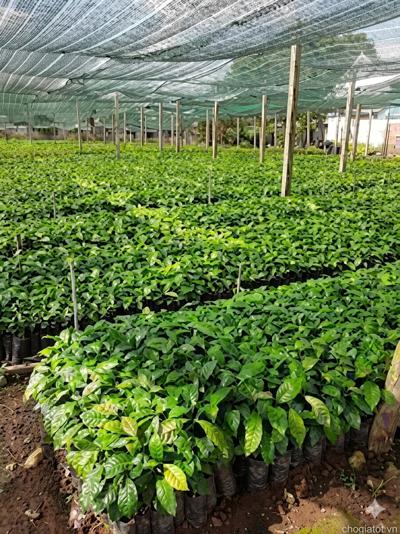 Bán giống cây xoài