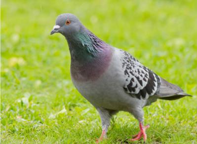 Dịch vụ chăn nuôi bồ câu tại hà nội