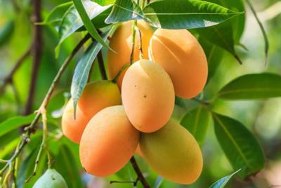 Thu mua các loại trái cây